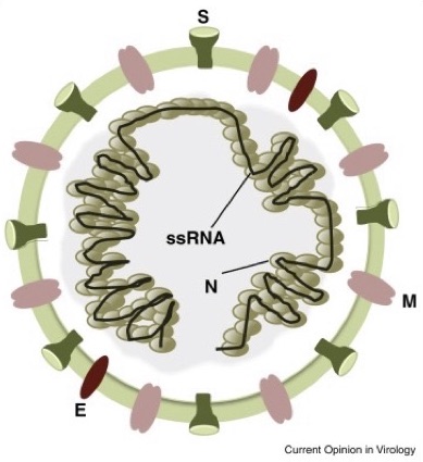 Spike (S), envelope (E), matrix (M) and nucleocapsid (N). Interspersed between these structural proteins are accessory